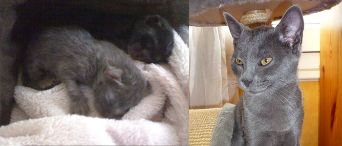 Cendre (& Eclypse) 1 Day Abandoned In A Box In The Middle Of One Road > 5 Months