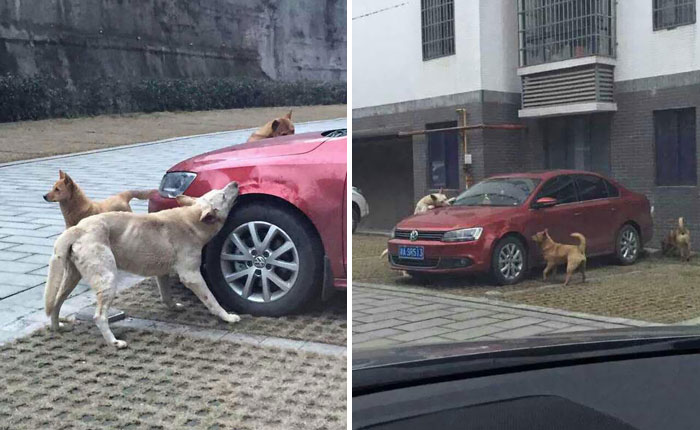 Stray Dog Kicked By Driver Returns With A Pack Of Friends To Trash His Car