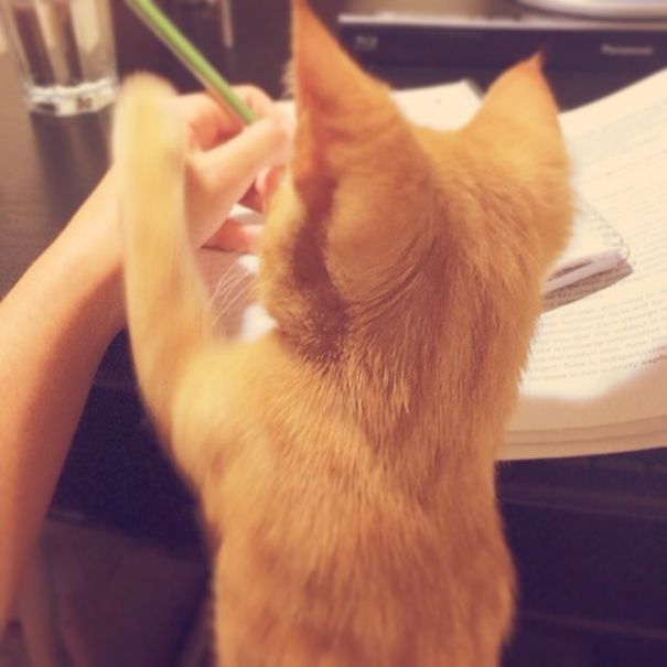 Let Me Help You With Your Math