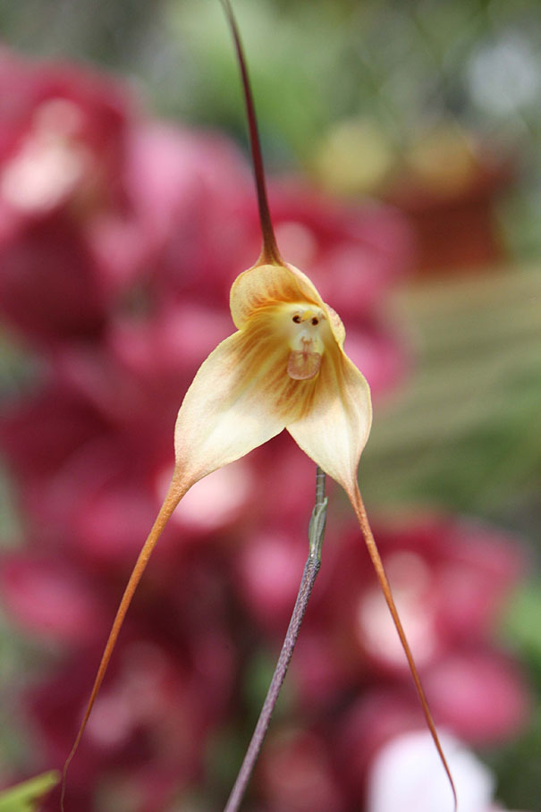 Monkey Face Orchid (Dracula Simia)
