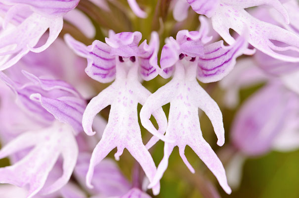 Naked Man Orchid (Orchis Italica)