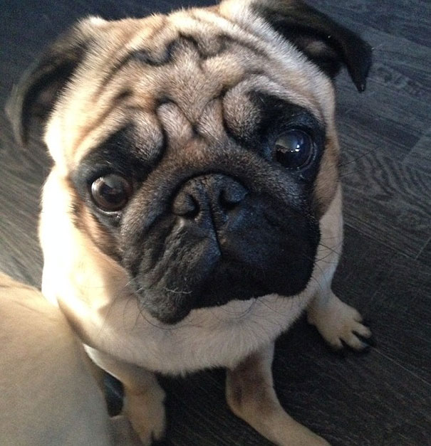 Someone Pointed Out To My Friend That Her Dog's Forehead Has The Batman Symbol On It