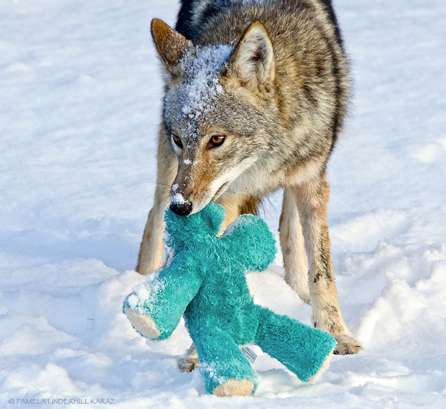 Wild Coyote Finds A Toy And Proves That Wild Animals Are As Playful As Pets