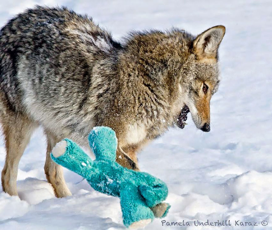 Wild Coyote Finds A Toy And Proves That Wild Animals Are As Playful As Pets