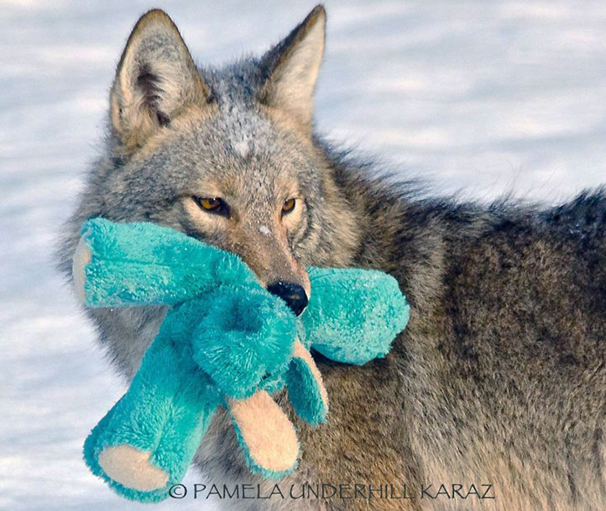 Wild Coyote Finds A Toy And Proves That Wild Animals Are As Playful As Pets Wild Coyote Finds A Toy And Proves That Wild Animals Are As Playful As Pets