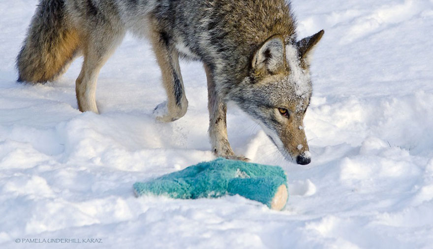 Wild Coyote Finds A Toy And Proves That Wild Animals Are As Playful As Pets Wild Coyote Finds A Toy And Proves That Wild Animals Are As Playful As Pets