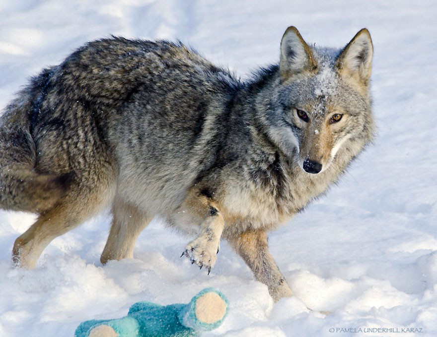Wild Coyote Finds A Toy And Proves That Wild Animals Are As Playful As Pets Wild Coyote Finds A Toy And Proves That Wild Animals Are As Playful As Pets