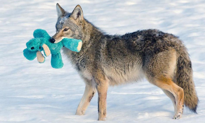 Wild Coyote Finds A Toy And Proves That Wild Animals Are As Playful As Pets