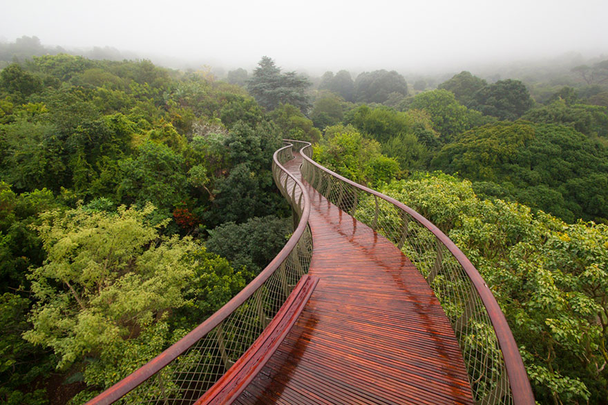 tree-canopy-walkway-path-kirstenbosch-national-botanical-garden-1 tree-canopy-walkway-path-kirstenbosch-national-botanical-garden-1