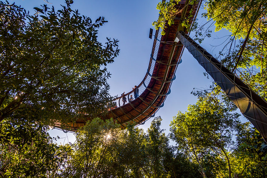 tree-canopy-walkway-path-kirstenbosch-national-botanical-garden-14 tree-canopy-walkway-path-kirstenbosch-national-botanical-garden-14