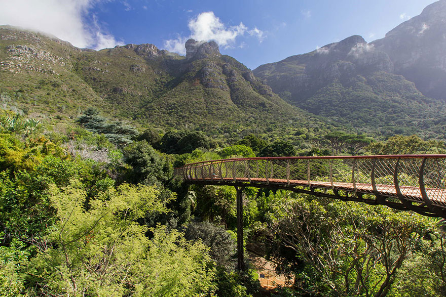 tree-canopy-walkway-path-kirstenbosch-national-botanical-garden-2 tree-canopy-walkway-path-kirstenbosch-national-botanical-garden-2