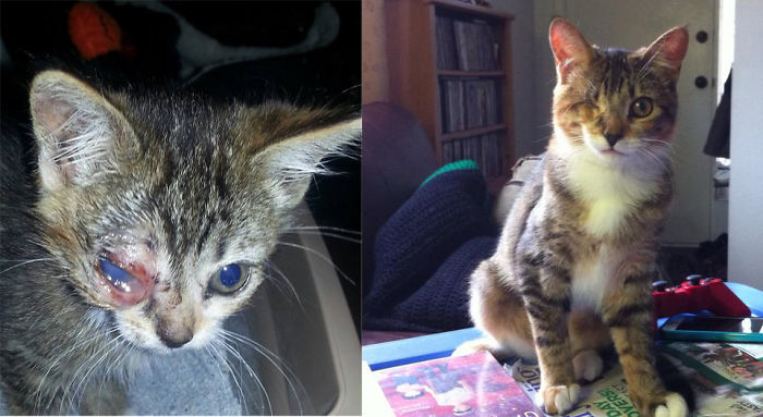 Trooper Was Tossed Out Of A Truck In Front Of Her Rescuer. 7 Months Later She's Doing Great!