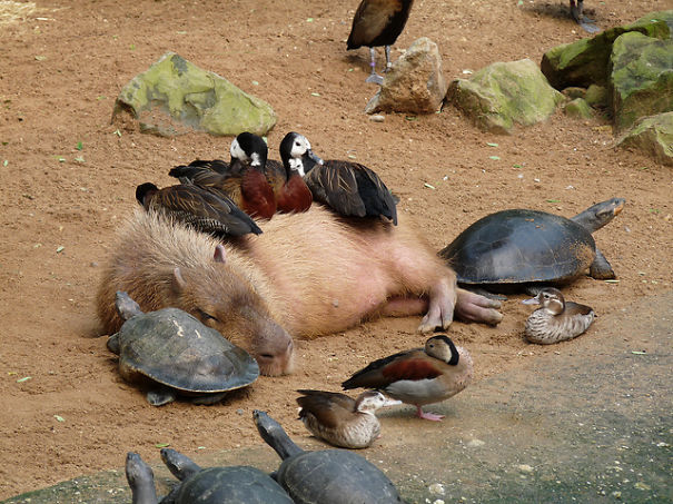 Capybara And Geese