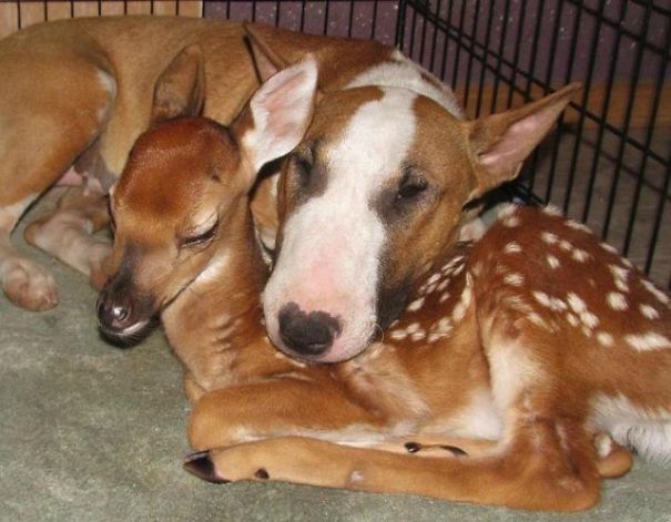 Dog And Bambi