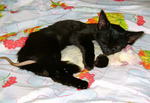 Cat And Pet Rat