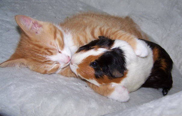 Cat And Guinea Pig