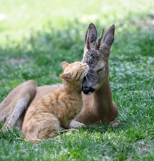 Cat And Deer