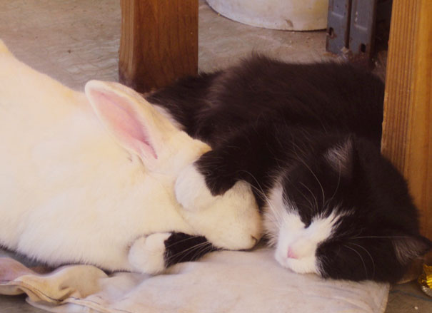 Cat And Bunny