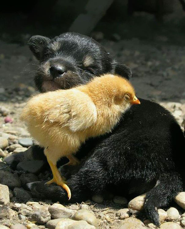 Dog And Chick