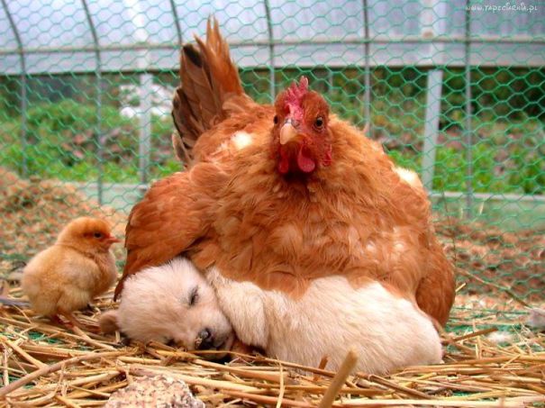 Dog And Chick