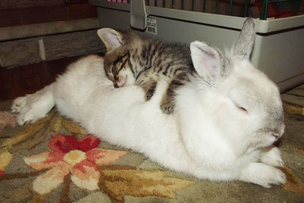Kitty And Bunny