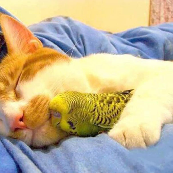 Cat And Parakeet