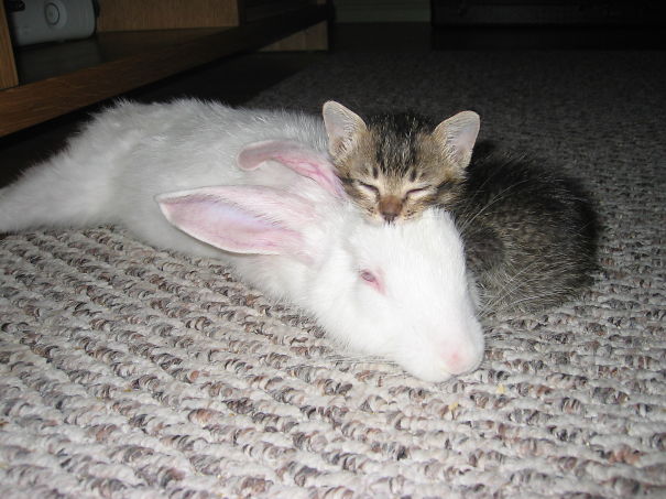 Bunny And Kitty