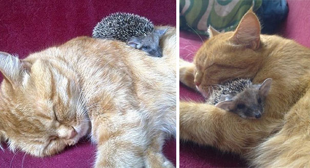 Cat And Hedgehog
