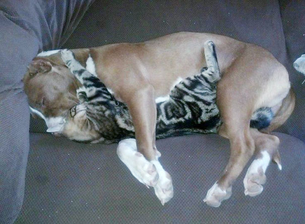 Cat And Pitbull