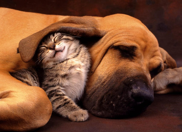 Dog And Kitty