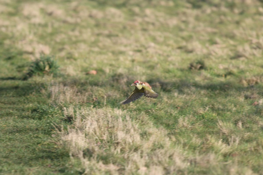 weasel-riding-woodpecker-wildlife-photography-martin-le-may-3 weasel-riding-woodpecker-wildlife-photography-martin-le-may-3