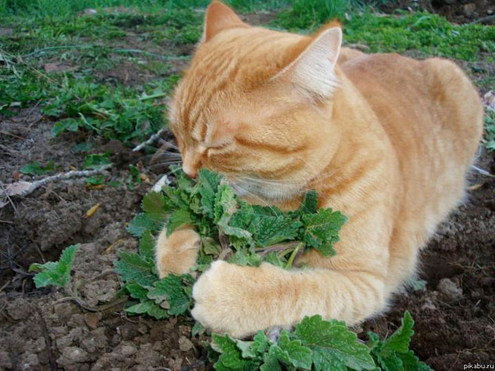 Genovese And Her Spring Catnip