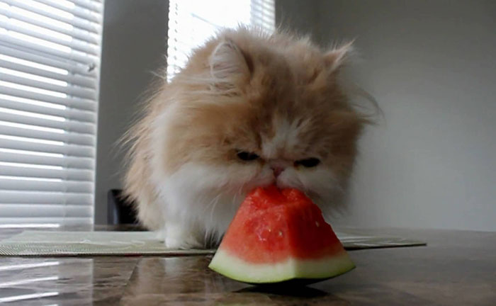 Post Cats Eating Weird Things