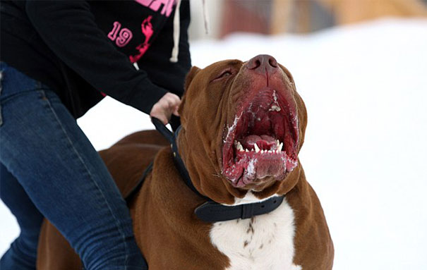 Large Pit Bull with open mouth, held by a person outdoors.