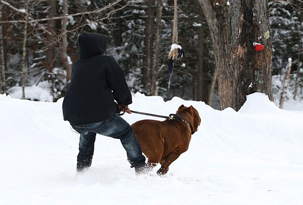Man walking a large Pit Bull Hulk through snow in a forested area.