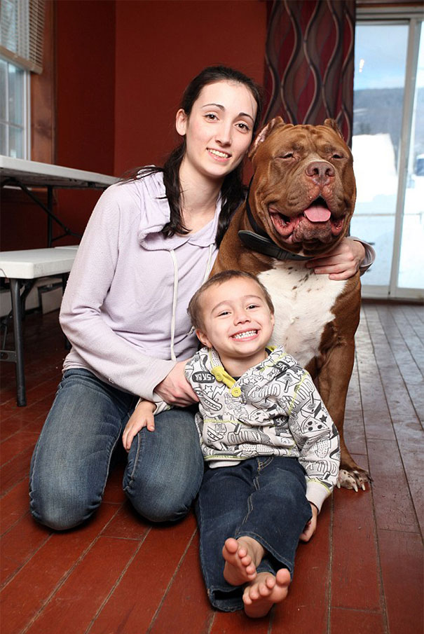 A large Pit Bull sitting with a woman and child on a wooden floor indoors. A large Pit Bull sitting with a woman and child on a wooden floor indoors.