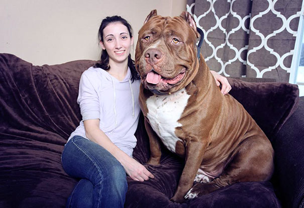 Woman sitting on a couch with a massive Pit Bull, Hulk, showcasing its size. Woman sitting on a couch with a massive Pit Bull, Hulk, showcasing its size.