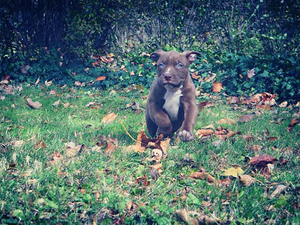 Pit Bull puppy running through grass and leaves.