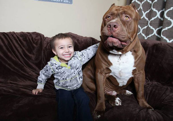 Child sitting next to a large Pit Bull, Hulk, on a brown couch indoors.