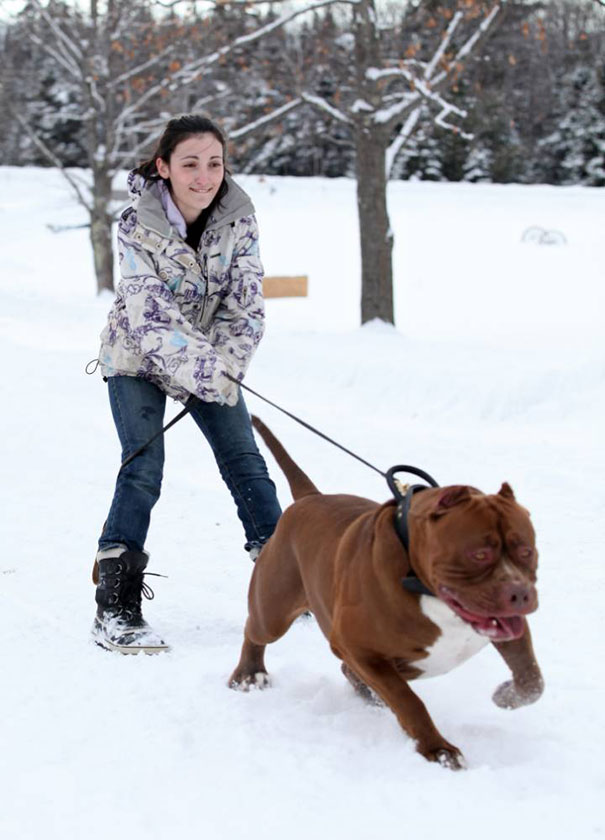 Woman walking a large Pit Bull named Hulk in a snowy landscape.
