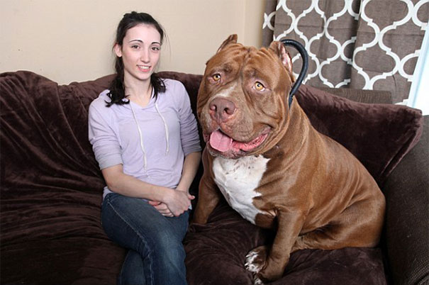 Woman sitting on a sofa with the large Pit Bull Hulk. Woman sitting on a sofa with the large Pit Bull Hulk.