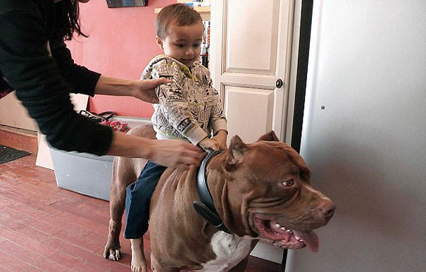 Child sitting on a large pit bull, showcasing the dog's size and gentle nature.
