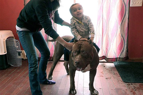 A child sitting on the back of Pit Bull Hulk, the largest Pit Bull, indoors with an adult assisting. A child sitting on the back of Pit Bull Hulk, the largest Pit Bull, indoors with an adult assisting.