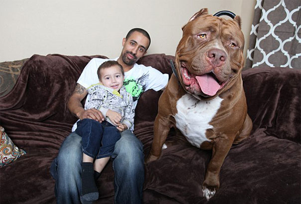Man and child sitting on a couch with a large Pit Bull named Hulk.