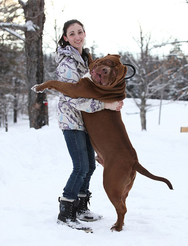 A woman hugging Pit Bull Hulk, the largest pit bull, in a snowy landscape.