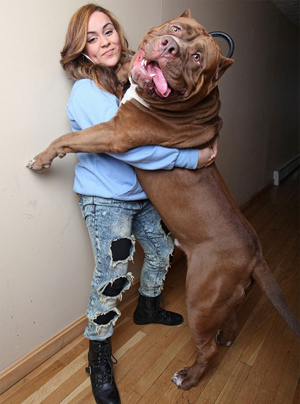 Woman hugging the largest Pit Bull, Hulk, inside a home setting, showcasing the breed's enormous size. Woman hugging the largest Pit Bull, Hulk, inside a home setting, showcasing the breed's enormous size.