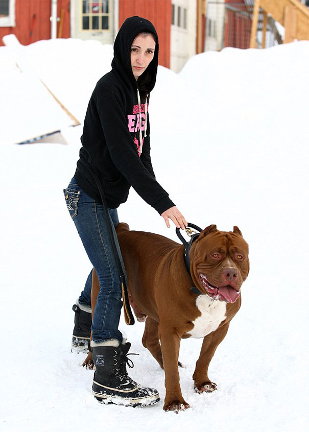 Person with the largest Pit Bull in snow, wearing a black hoodie and boots.