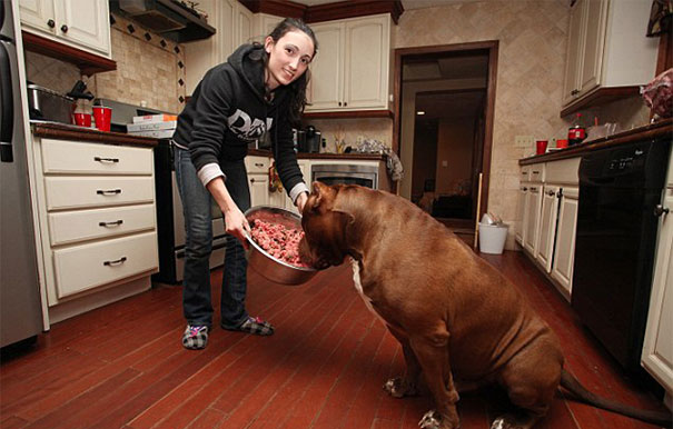 Woman feeding large Pit Bull Hulk raw meat in a kitchen setting. Woman feeding large Pit Bull Hulk raw meat in a kitchen setting.