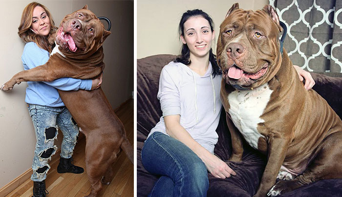 Meet Pit Bull Hulk – The Largest Pit Bull Ever