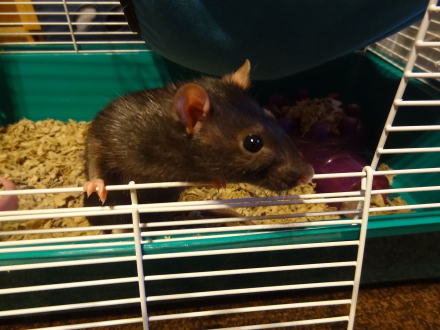 My Adorable Miss Sif